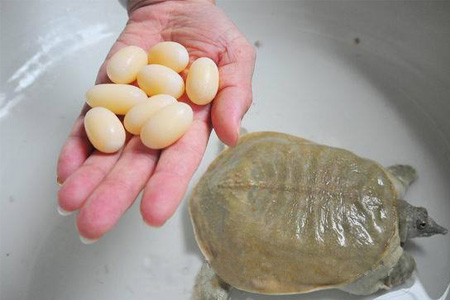 小孩能吃甲魚嗎？小孩能吃甲魚蛋嗎？