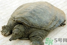 被甲魚咬了要打破傷風(fēng)嗎？被甲魚咬了怎么辦？