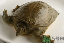 被甲魚咬了要打破傷風(fēng)嗎？被甲魚咬了怎么辦？
