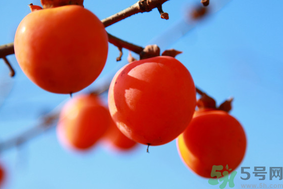 柿子一天最多吃幾個(gè)？柿子一次能吃幾個(gè)？