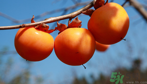 柿子一天最多吃幾個(gè)？柿子一次能吃幾個(gè)？