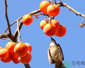 柿子一天最多吃幾個(gè)？柿子一次能吃幾個(gè)？