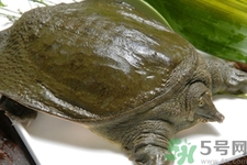 甲魚怎么吃最有營養(yǎng)？甲魚怎么吃最補身體？