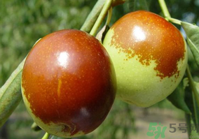 鮮棗怎么蒸？鮮棗蒸多長(zhǎng)時(shí)間？