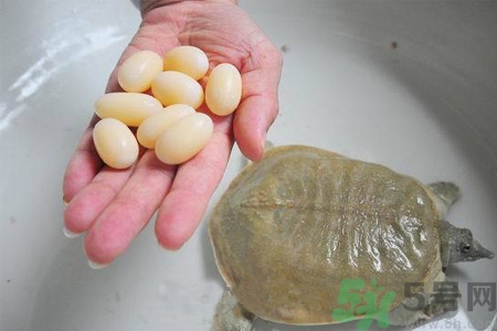 甲魚(yú)蛋怎么保存？甲魚(yú)蛋可以放冰箱嗎？