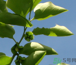 柿子葉怎么去斑？柿子葉祛斑偏方