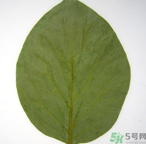 柿子葉能治糖尿病嗎？柿子葉茶能降血糖嗎？