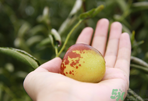 坐月子可以吃鮮棗嗎？產(chǎn)婦可以吃鮮棗嗎？