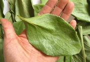 柿子葉能治糖尿病嗎？柿子葉茶能降血糖嗎？