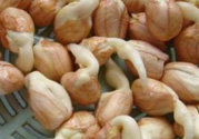 新鮮花生發(fā)芽能吃嗎？發(fā)芽的花生能吃嗎？