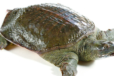 喝甲魚血能治陽(yáng)痿嗎？甲魚血能喝嗎？