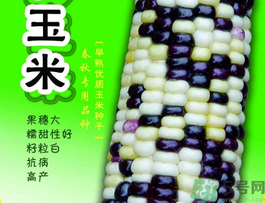 彩色玉米是轉(zhuǎn)基因嗎？彩色玉米能吃嗎？