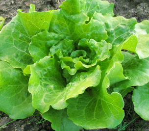 十月份種什么蔬菜？十月份適合種什么蔬菜？