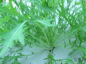 十月份種什么蔬菜？十月份適合種什么蔬菜？