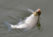 秋天釣鯉魚用什么味型？秋季釣鯉魚餌料味型