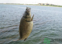 秋天釣魚用什么餌料？秋季釣魚用什么餌料好？