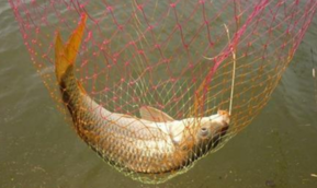 秋天釣鯉魚(yú)用什么餌料？秋天釣鯉魚(yú)餌料配方
