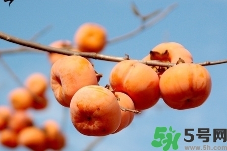 脆柿子是怎么做好吃？脆柿子的制作方法