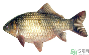秋天釣鯽魚用什么餌料？秋天釣鯽魚用什么味餌？