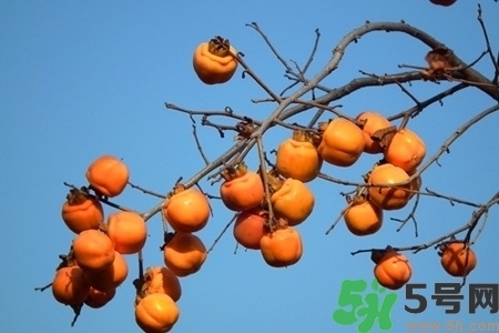 脆柿子是怎么做好吃？脆柿子的制作方法