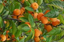 坐月子能吃脆柿子嗎？脯乳期可以吃脆柿子嗎？