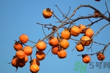 坐月子能吃脆柿子嗎？脯乳期可以吃脆柿子嗎？