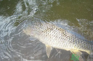 秋天釣魚用腥還是香？秋天釣魚用什么味型餌料？