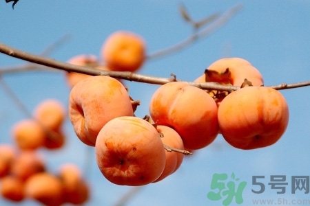 吃柿子喝酸奶會中毒嗎？吃柿子可以喝酸奶嗎？
