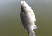 秋天釣鯽魚用什么餌料？秋天釣鯽魚用什么味餌？