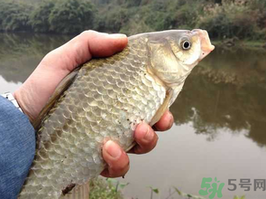 十月份釣鯽魚用什么餌？十月份釣鯽魚用什么餌料好？