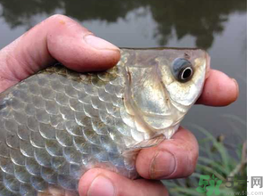 十月份釣鯽魚用什么餌？十月份釣鯽魚用什么餌料好？