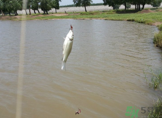 秋天釣魚深水還是淺水？秋天釣魚釣深水還是淺水？