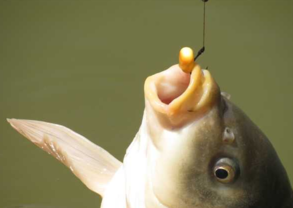 秋天釣魚用什么小藥？秋天釣魚小藥搭配