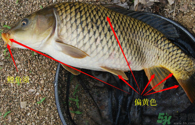秋天釣鯉魚(yú)用什么小藥？秋天黑坑釣鯉魚(yú)用什么小藥？