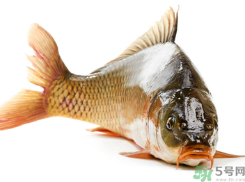 秋天釣鯉魚(yú)用什么小藥？秋天黑坑釣鯉魚(yú)用什么小藥？