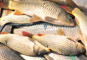 秋天釣鯉魚(yú)用什么小藥？秋天黑坑釣鯉魚(yú)用什么小藥？