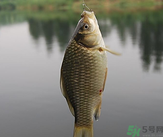 秋天黑坑釣鯽魚用什么餌料？秋天黑坑釣鯽魚餌料配方