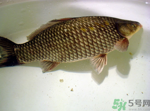 秋天黑坑釣鯽魚用什么餌料？秋天黑坑釣鯽魚餌料配方