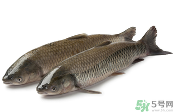 十月份草魚好釣嗎？十月份怎么釣草魚？