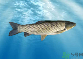 十月份草魚好釣嗎？十月份怎么釣草魚？