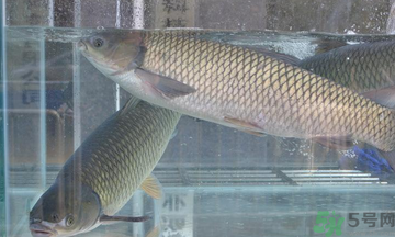 十月份草魚好釣嗎？十月份怎么釣草魚？