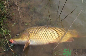 十月份可以釣鯉魚(yú)嗎？十月份釣鯉魚(yú)用什么餌？