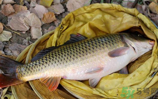 十月份可以釣鯉魚(yú)嗎？十月份釣鯉魚(yú)用什么餌？