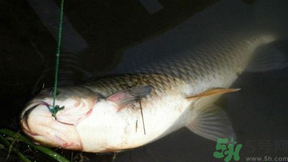 十月份可以釣鯉魚(yú)嗎？十月份釣鯉魚(yú)用什么餌？
