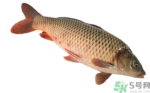 十月份可以釣鯉魚(yú)嗎？十月份釣鯉魚(yú)用什么餌？