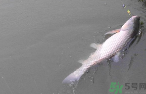秋天釣草魚用什么餌？秋季釣草魚用什么餌最好？ 