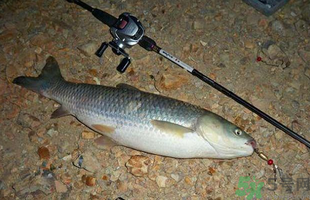 秋天釣草魚用什么餌？秋季釣草魚用什么餌最好？ 