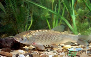 秋天釣草魚用什么餌？秋季釣草魚用什么餌最好？ 