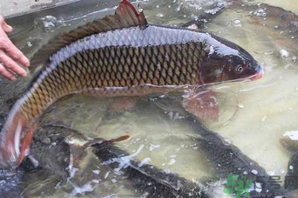 用玉米粒怎么釣鯉魚？玉米粒怎么泡制釣魚餌料？