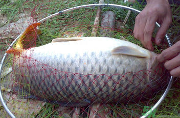 用玉米粒怎么釣鯉魚？玉米粒怎么泡制釣魚餌料？